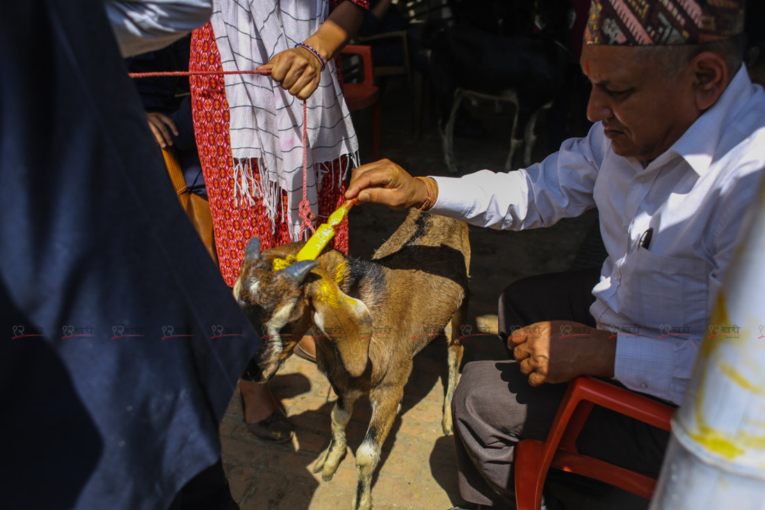 SunilPradhan_Livestock_12khariphotos (2)1664444274.JPG